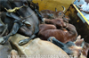 Kundapur : Cops thwart cattle trafficking attempt